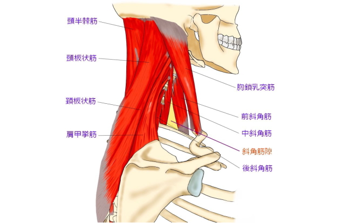 頸椎,解剖図,