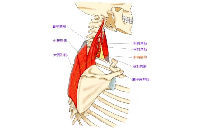 首,解剖図,